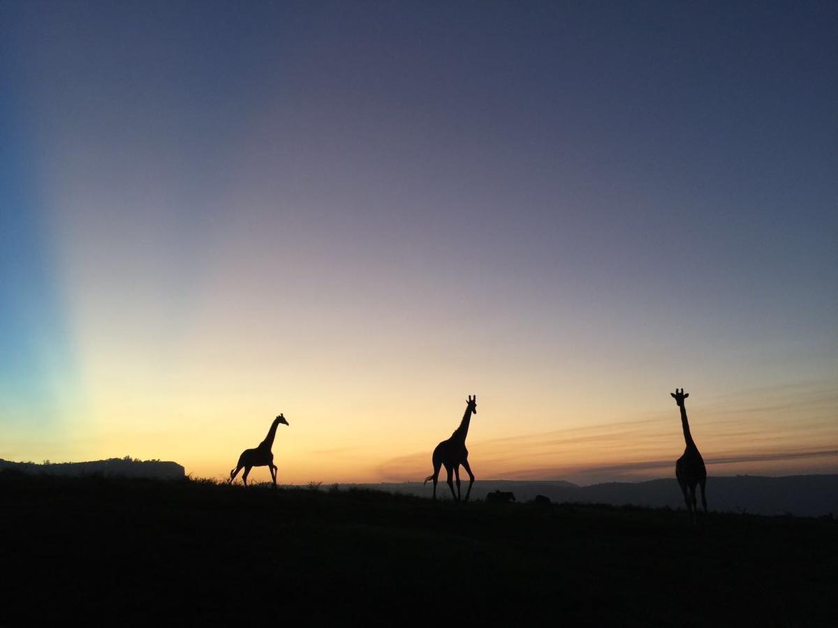 הוילה Botha's Hill Phezulu Safari Park מראה חיצוני תמונה