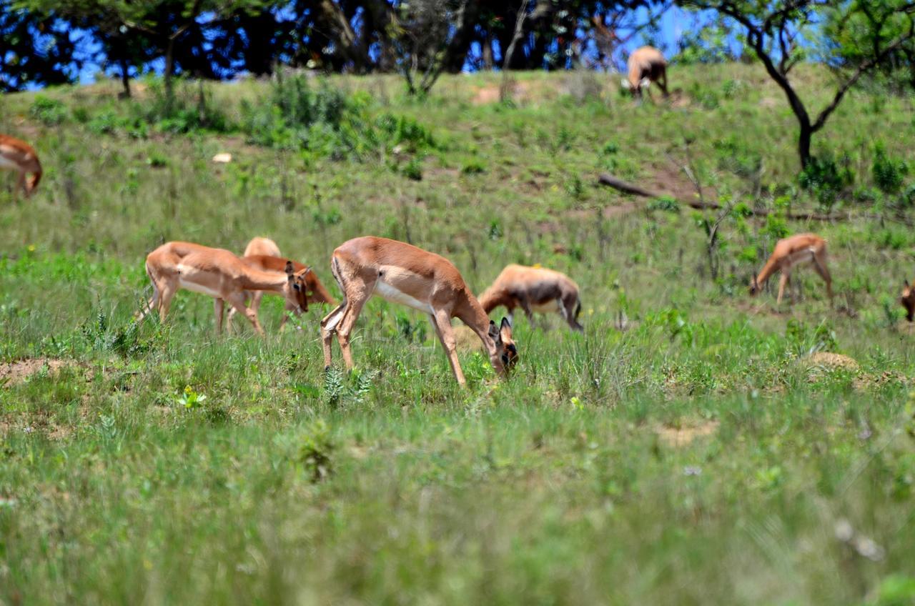 הוילה Botha's Hill Phezulu Safari Park מראה חיצוני תמונה
